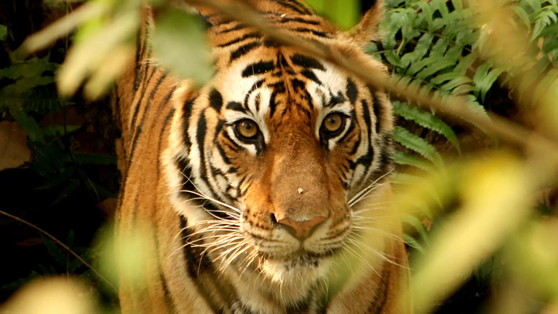 Short Nepal Wildlife Safari Tour